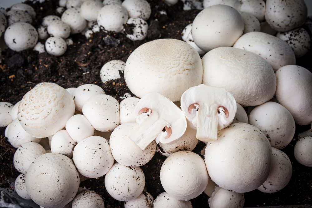 Labor Shortage Continues to Affect the Pennsylvania Mushroom Industry: Are American Immigration Laws to Blame?